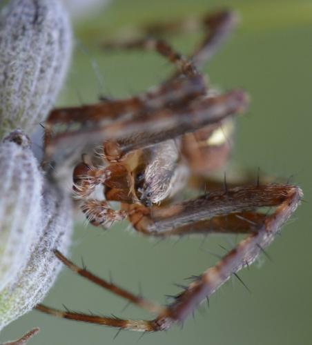 Araneus diadematus